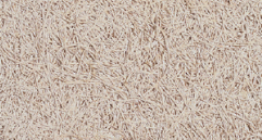BAUX Widestripe loft (Copy)